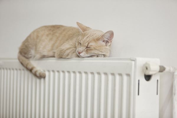 domestic boiler insurance, cat radiator