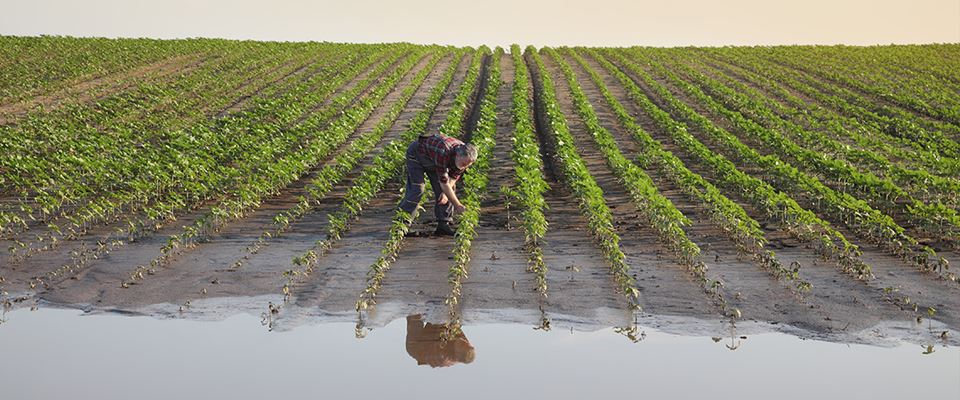 Farmer checking crops after flood