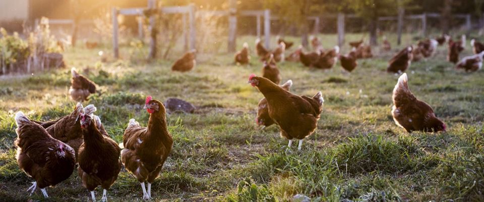 Poultry chickens roam freely in a farmers field