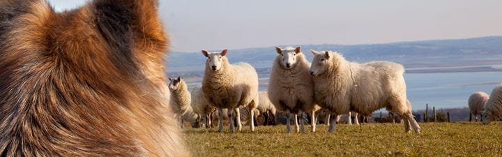 sheep worrying banner image