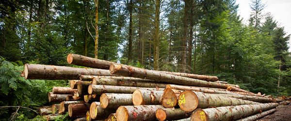 timber insurance, growing timber insurance