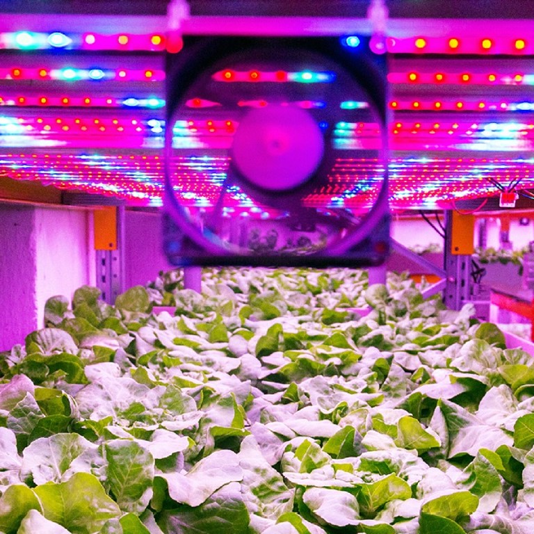 Is Vertical Farming The Future Of Food Production